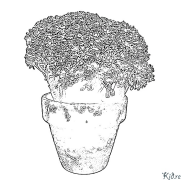 broccoli ໜ້າສີທີ່ສາມາດພິມໄດ້